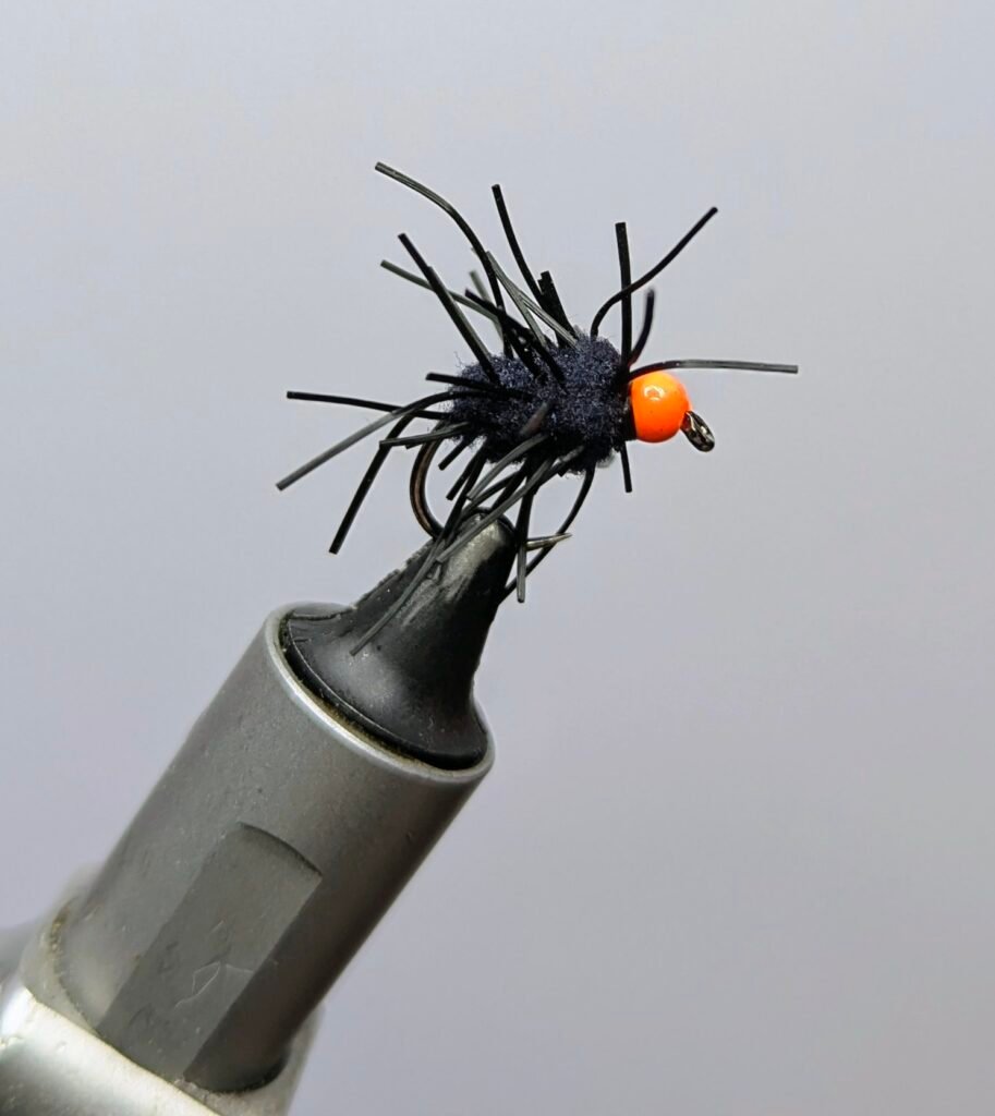 Black Creeper Egg Fly