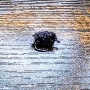 Black Egg laying Egg Fly.