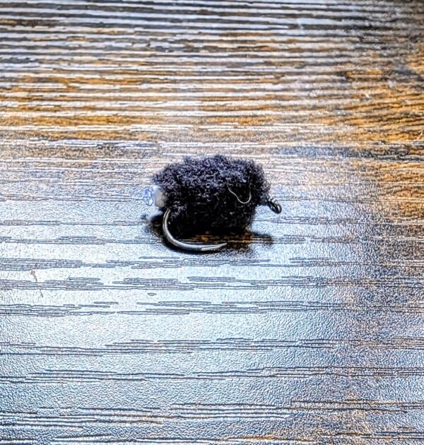 Black Egg laying Egg Fly.