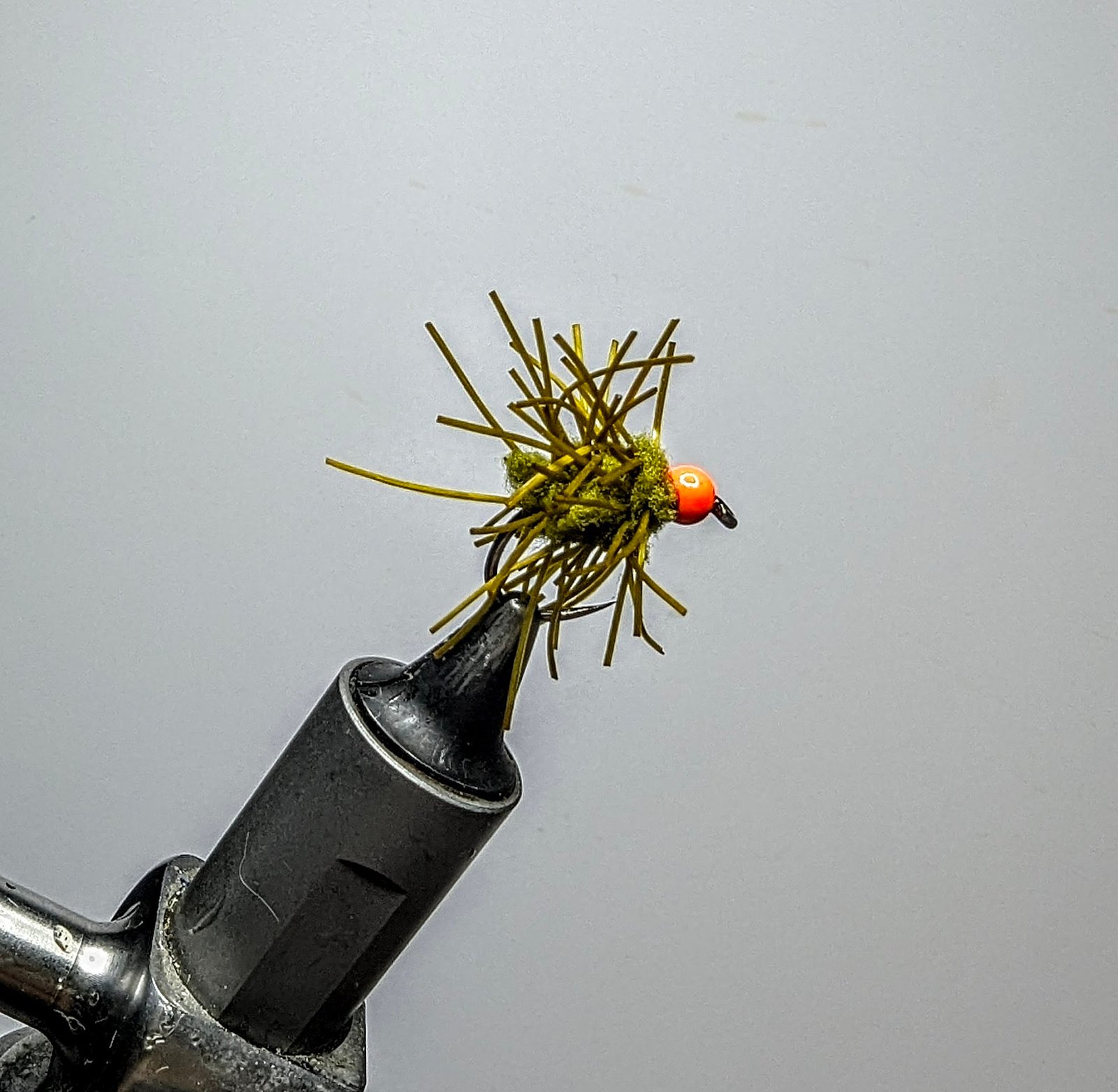 Olive Creeper Egg Fly.