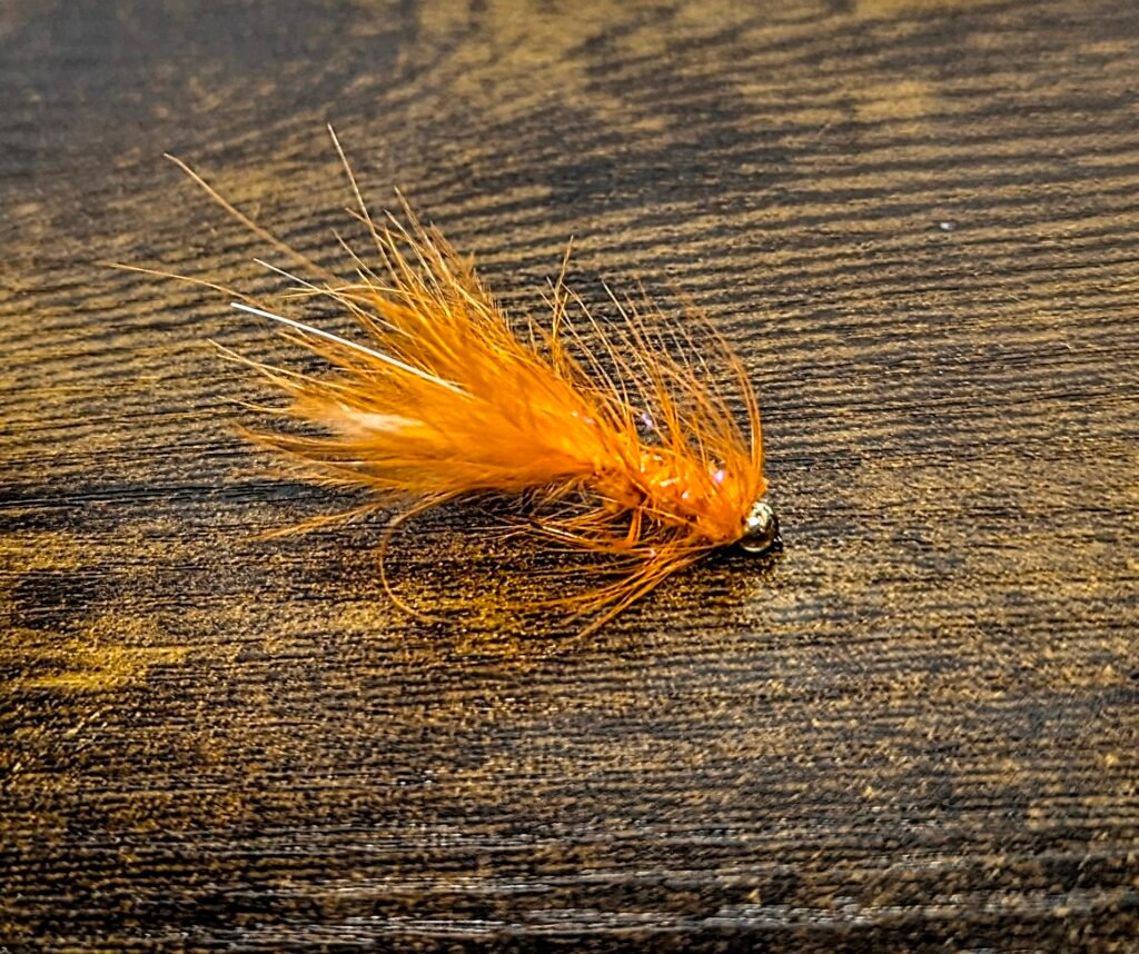 Turrall Orange Dancer x 1.