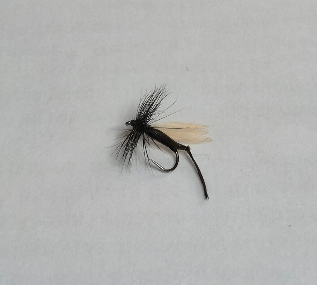 Hawthorn Fly (BUDGET FLY).