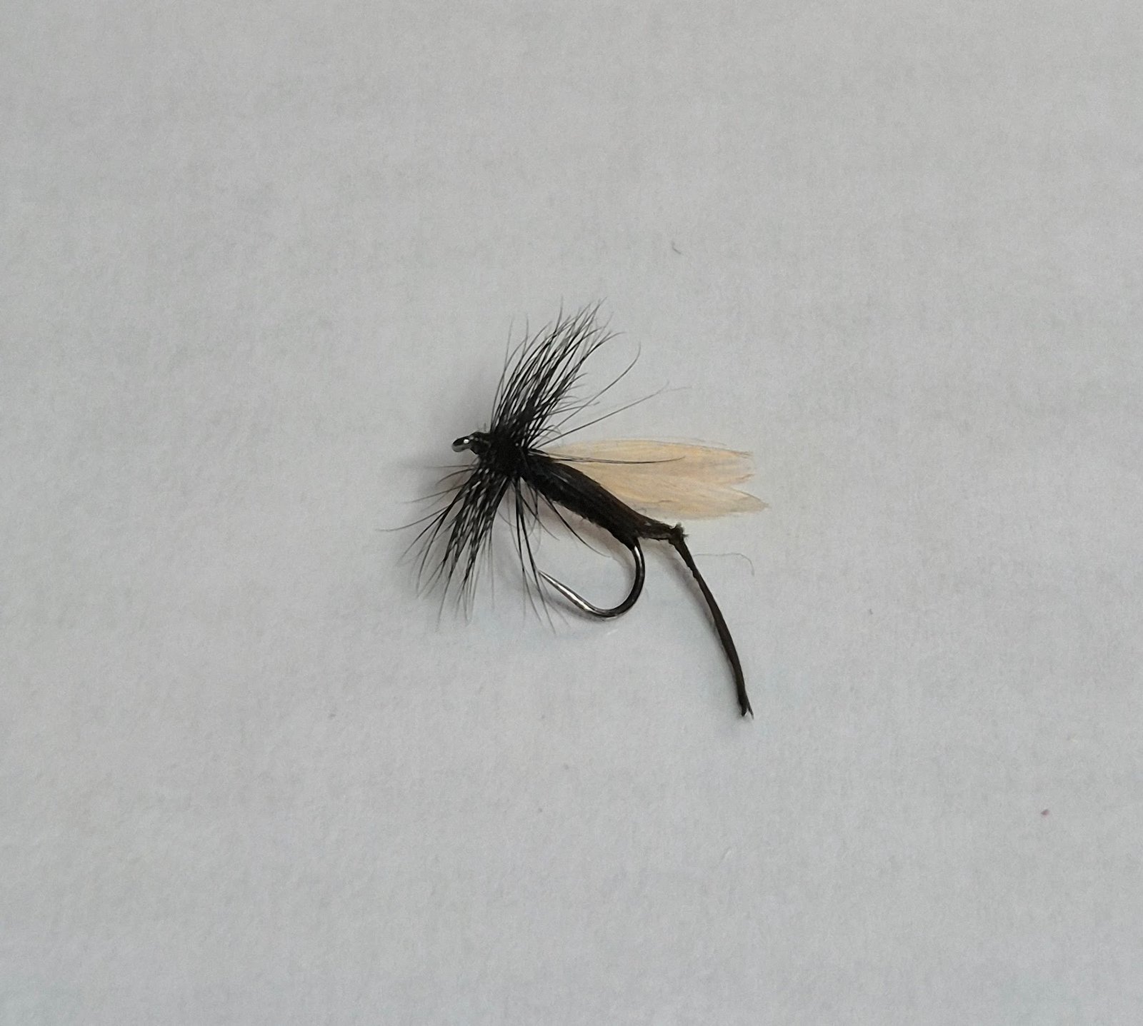 Hawthorn Fly (BUDGET FLY).