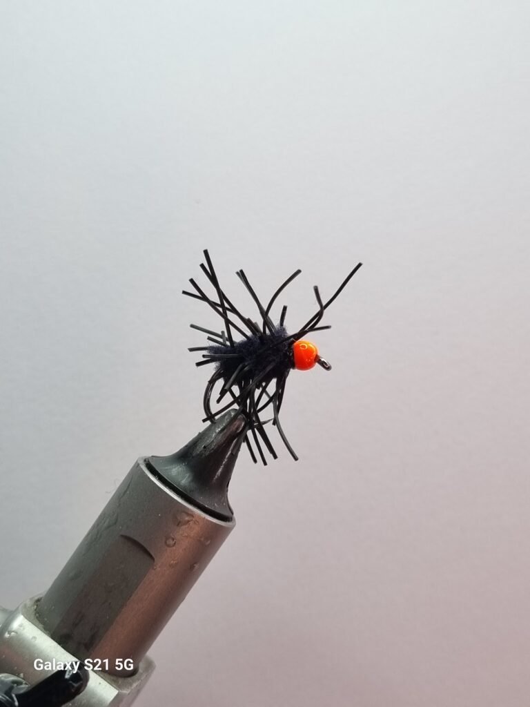 Black Creeper Egg Fly.