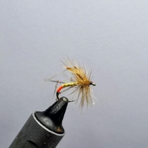 Daddy Long Legs Orange Butt.