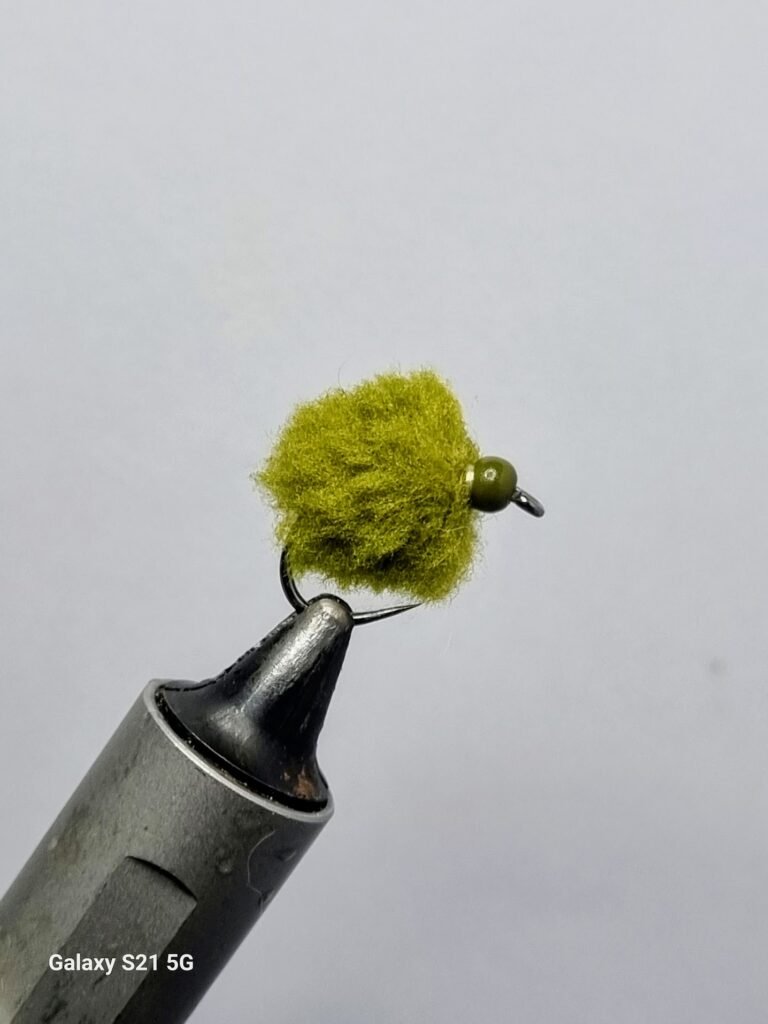 Olive Egg Fly